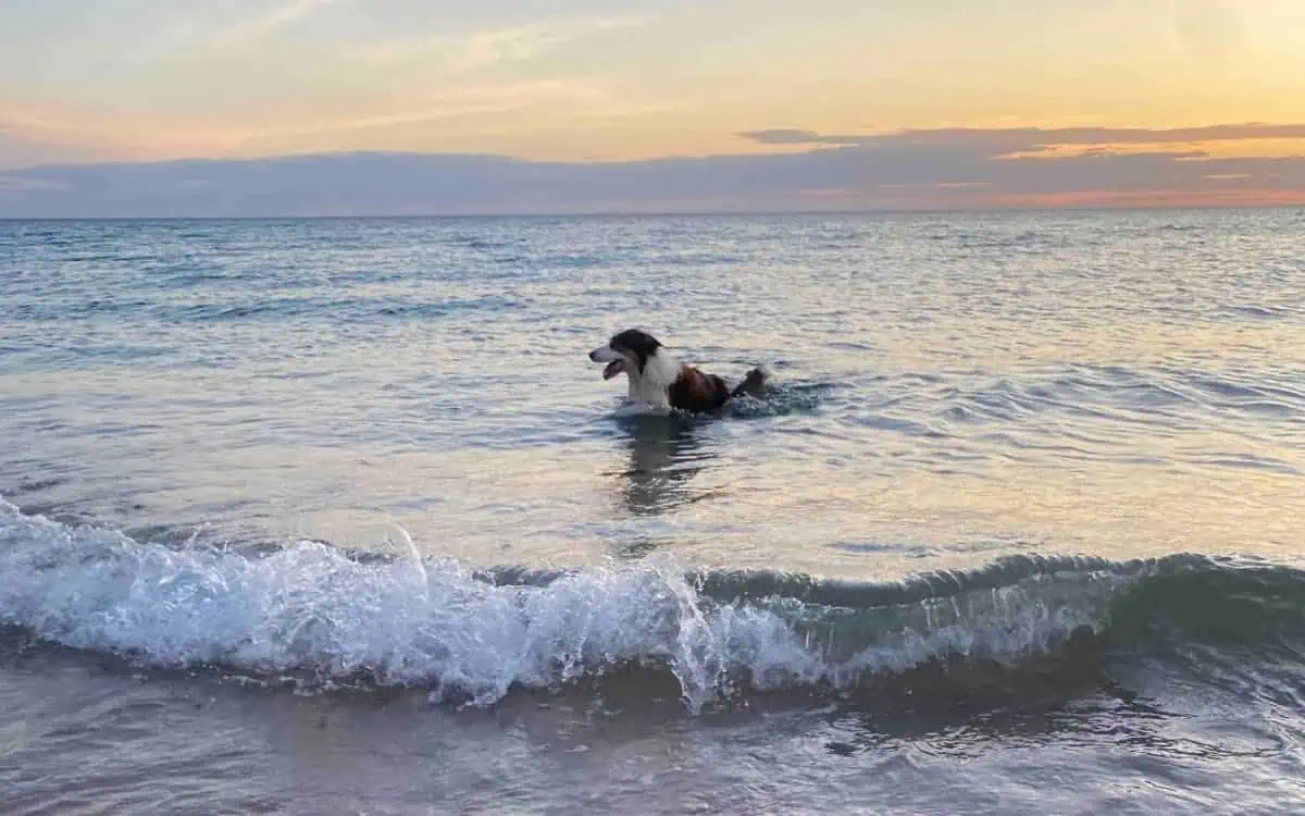 Australian-Wildlife-and-Beach