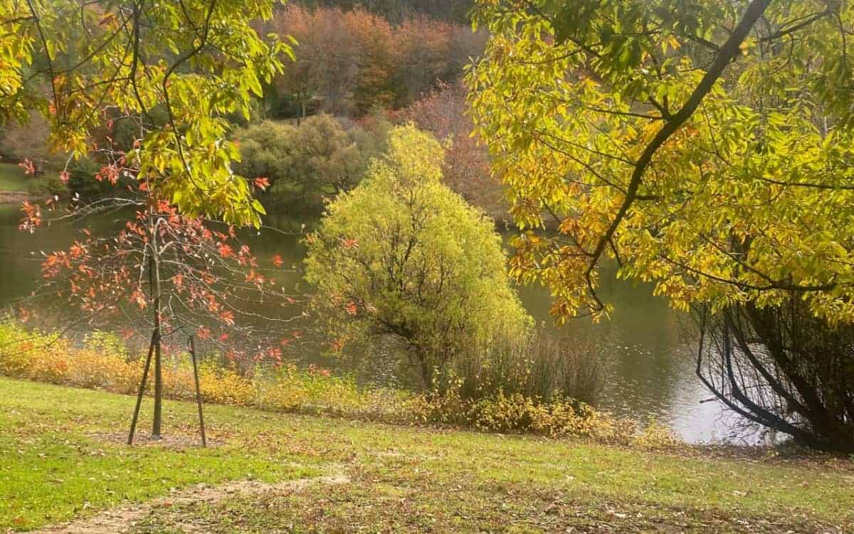 Mt-Lofty-Botanic-Garden