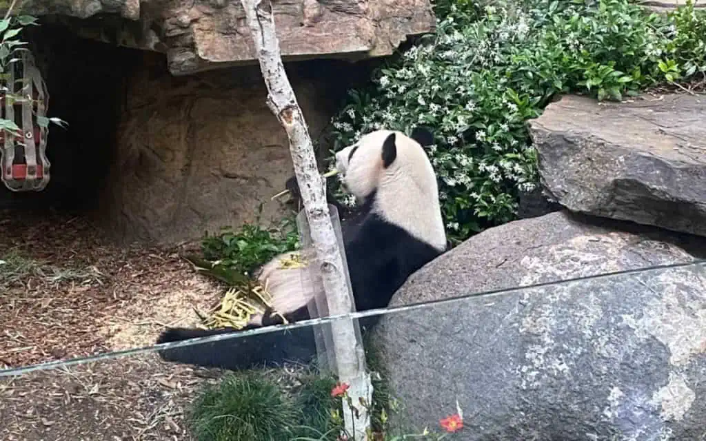 Pandas-Munching-Away-at-Adelaide-Zoo
