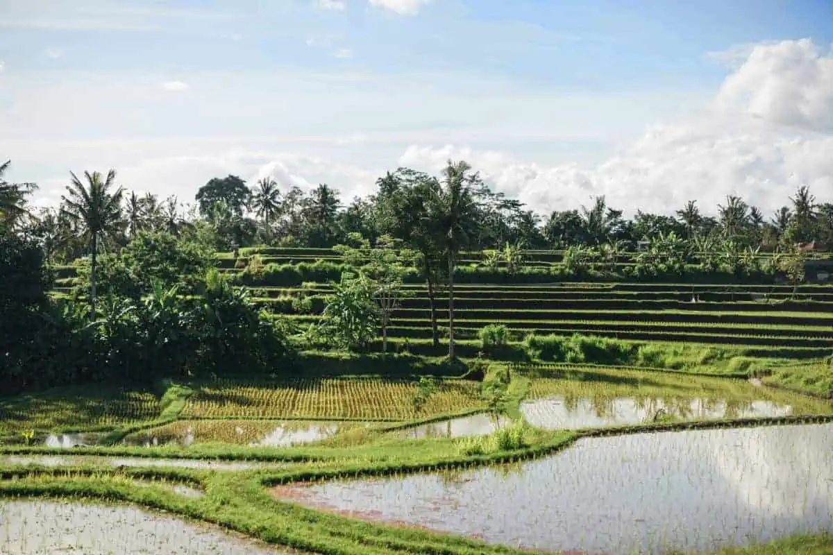Tegallalang-Rice-Terraces