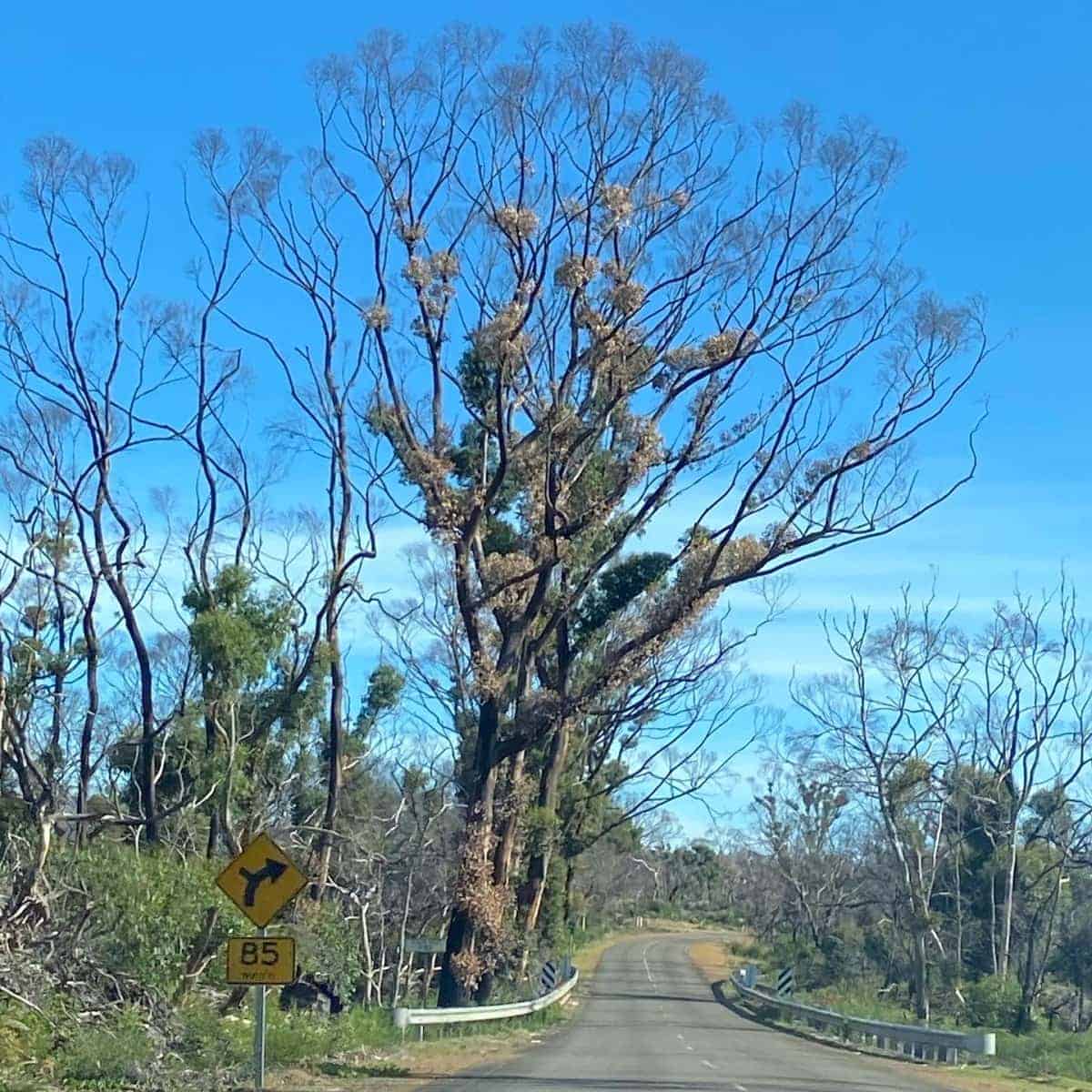 The-Rural-Kangaroo-Island-Road