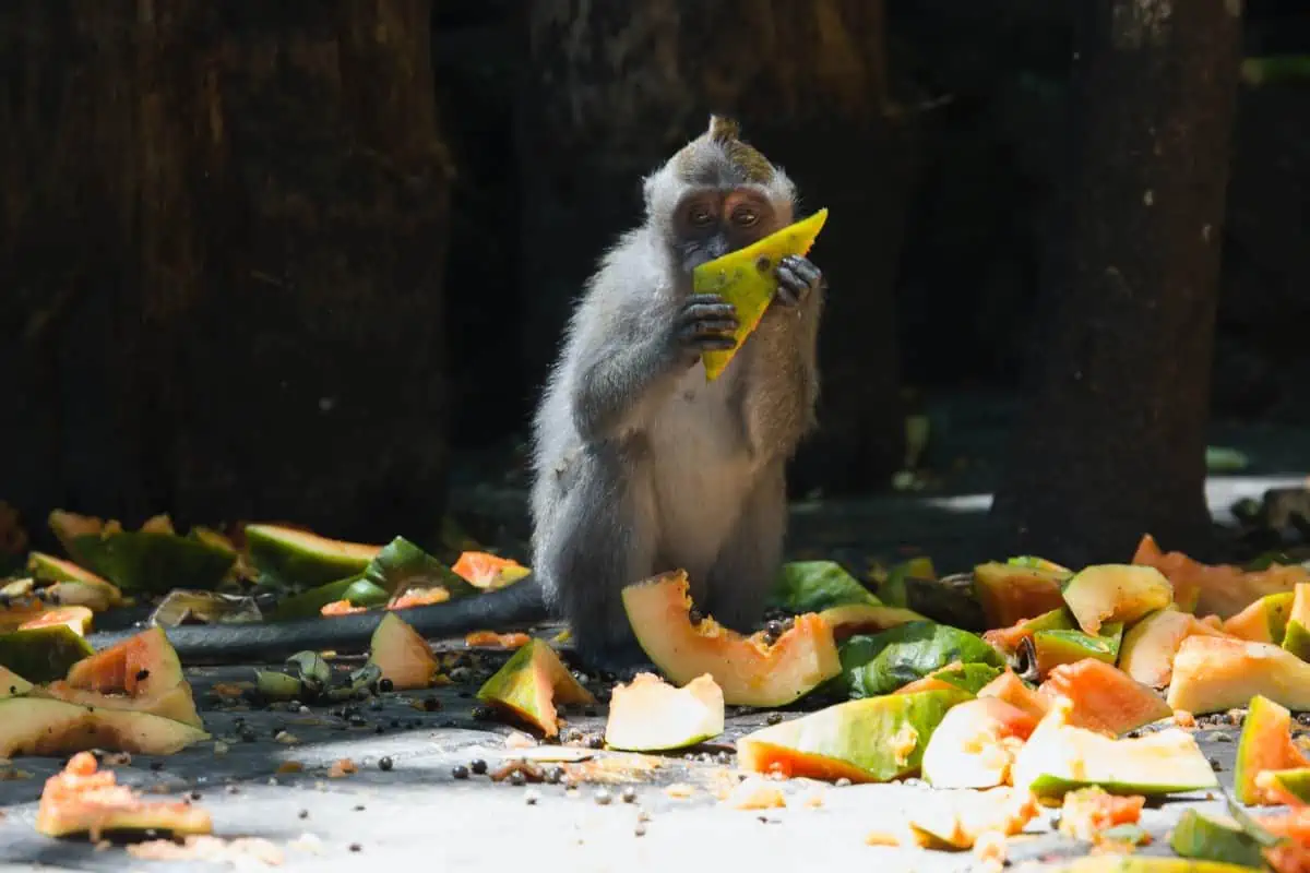Ubud-Monkey-Forest