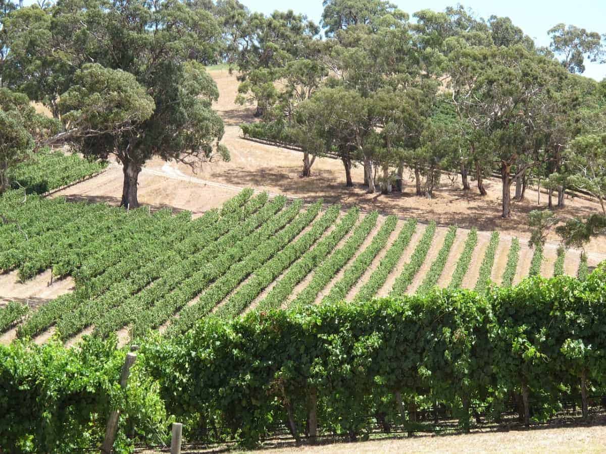 Vineyards-in-Adelaide-Hills