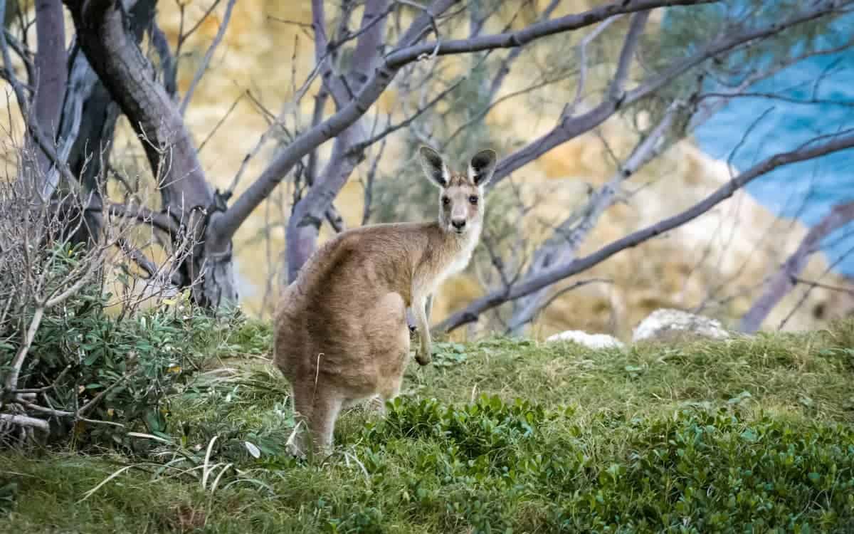 Wild-Kangaroos-in-the-National-Parks-Adelaide
