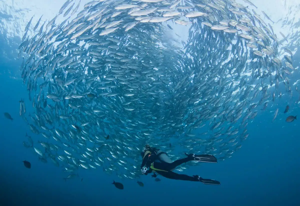 Diving with a school of Jacks in Tulamben