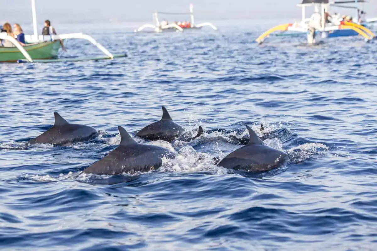 school of dolphins near lovina beach north bali