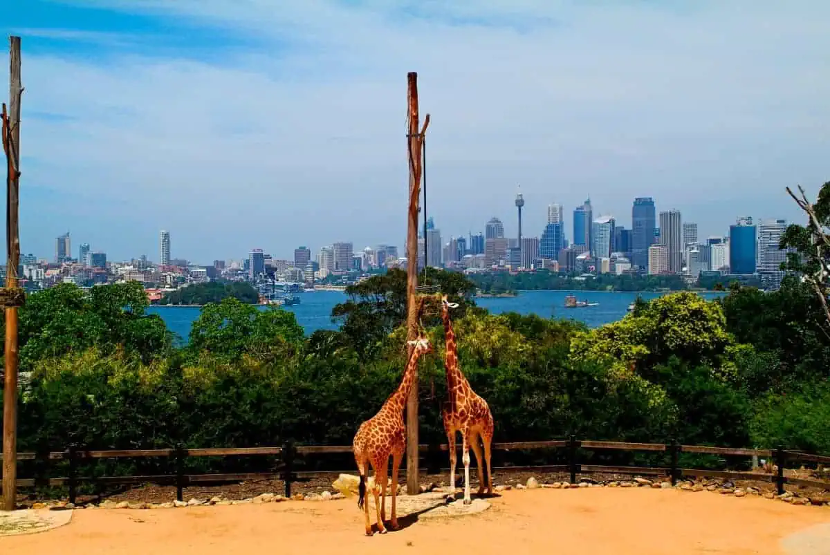 Girraffes-in-Sydney-Australia