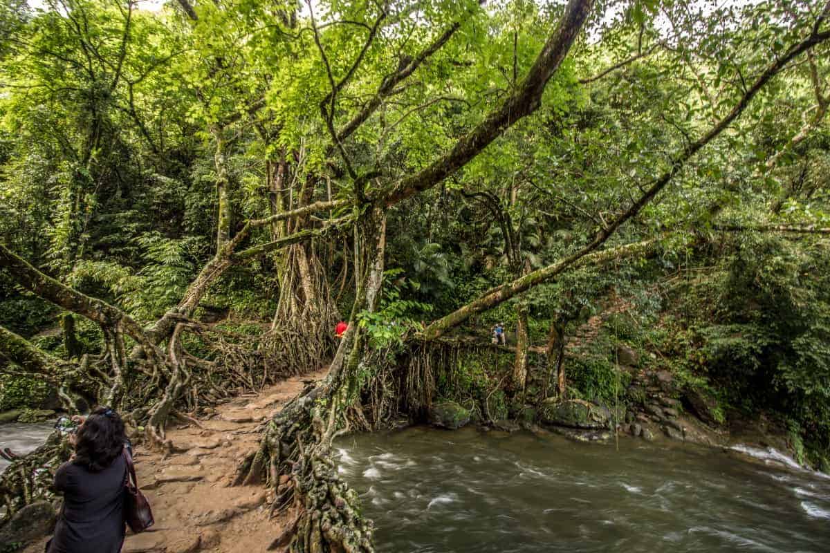 Jingmaham-Living-Root-Bridge-India