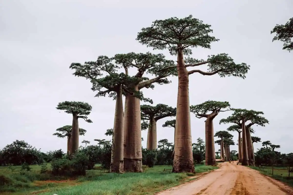 The-Avenue-of-Baobabs-Madagascar