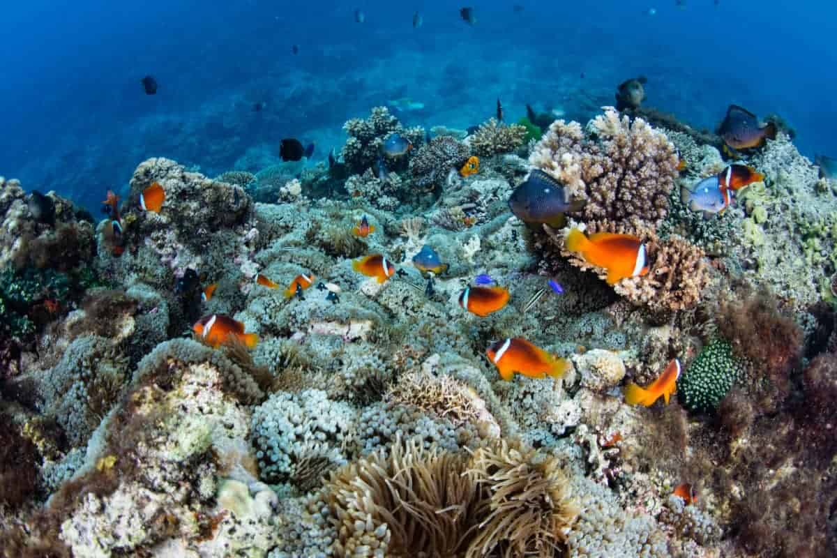 Fijian-Anemonefish-and-Reef