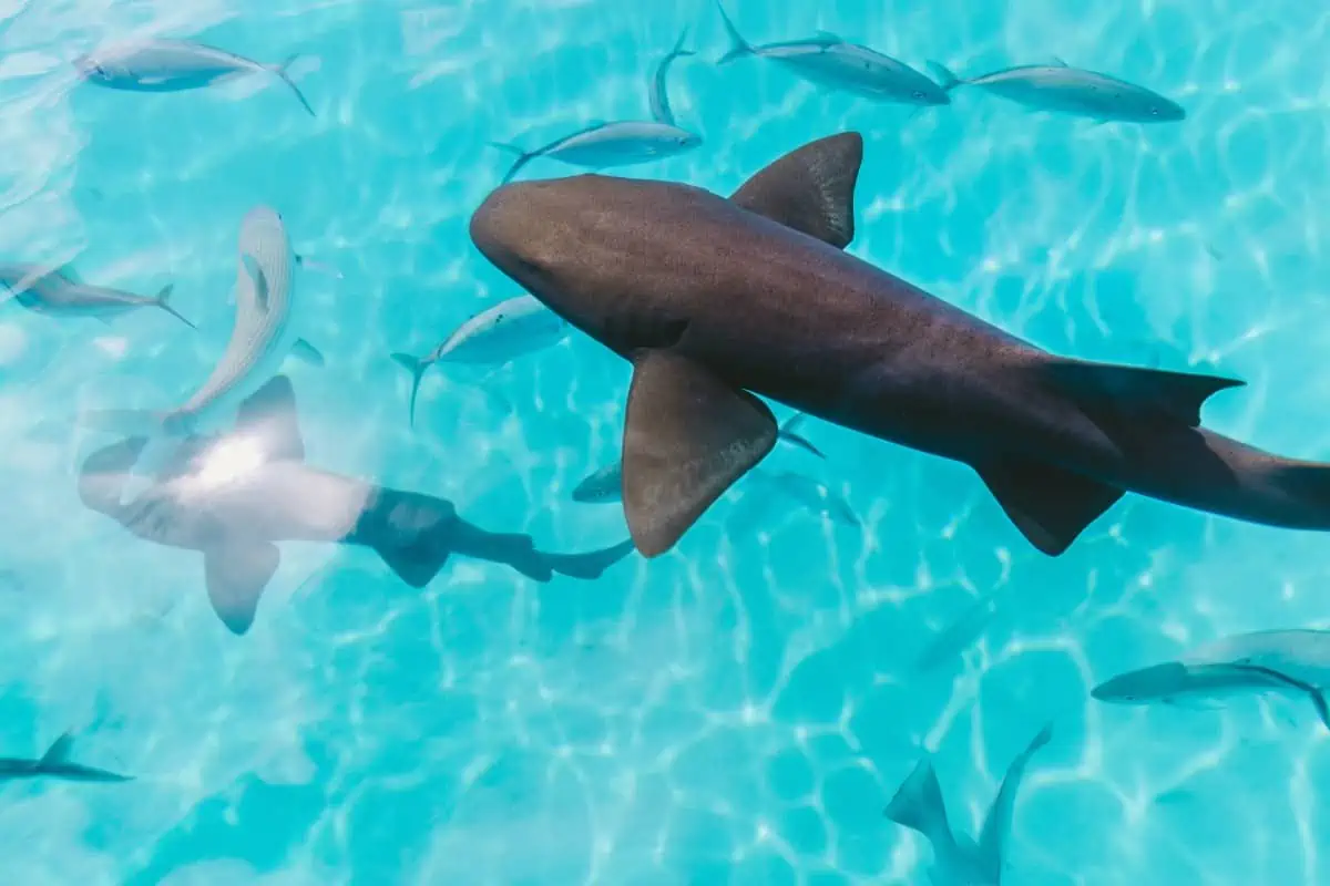 Nurse-Shark-in the-Bahamas