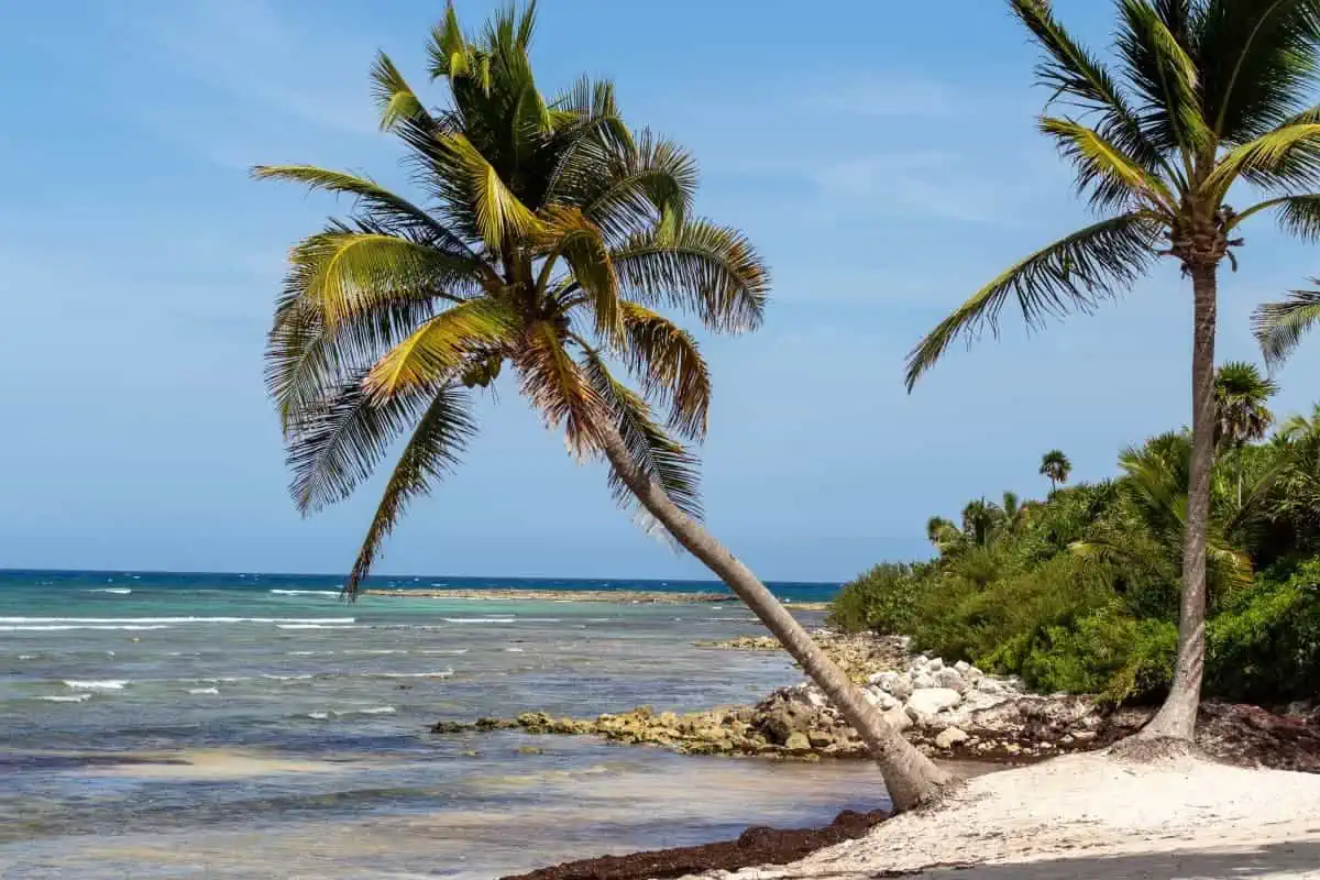 Palm-Trees-at-Riviera-Maya-Beach