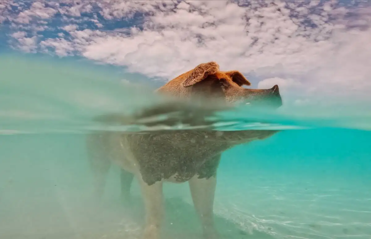 Pig-Swimming-in-the-Bahamas-Water