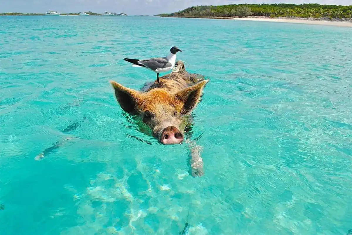 Pigs-in-the-Bahamas-Beach
