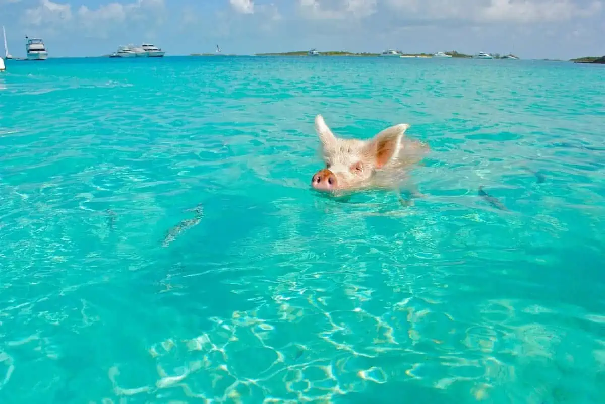 Staniel-Cay-Swimming-Pig-Bahamas