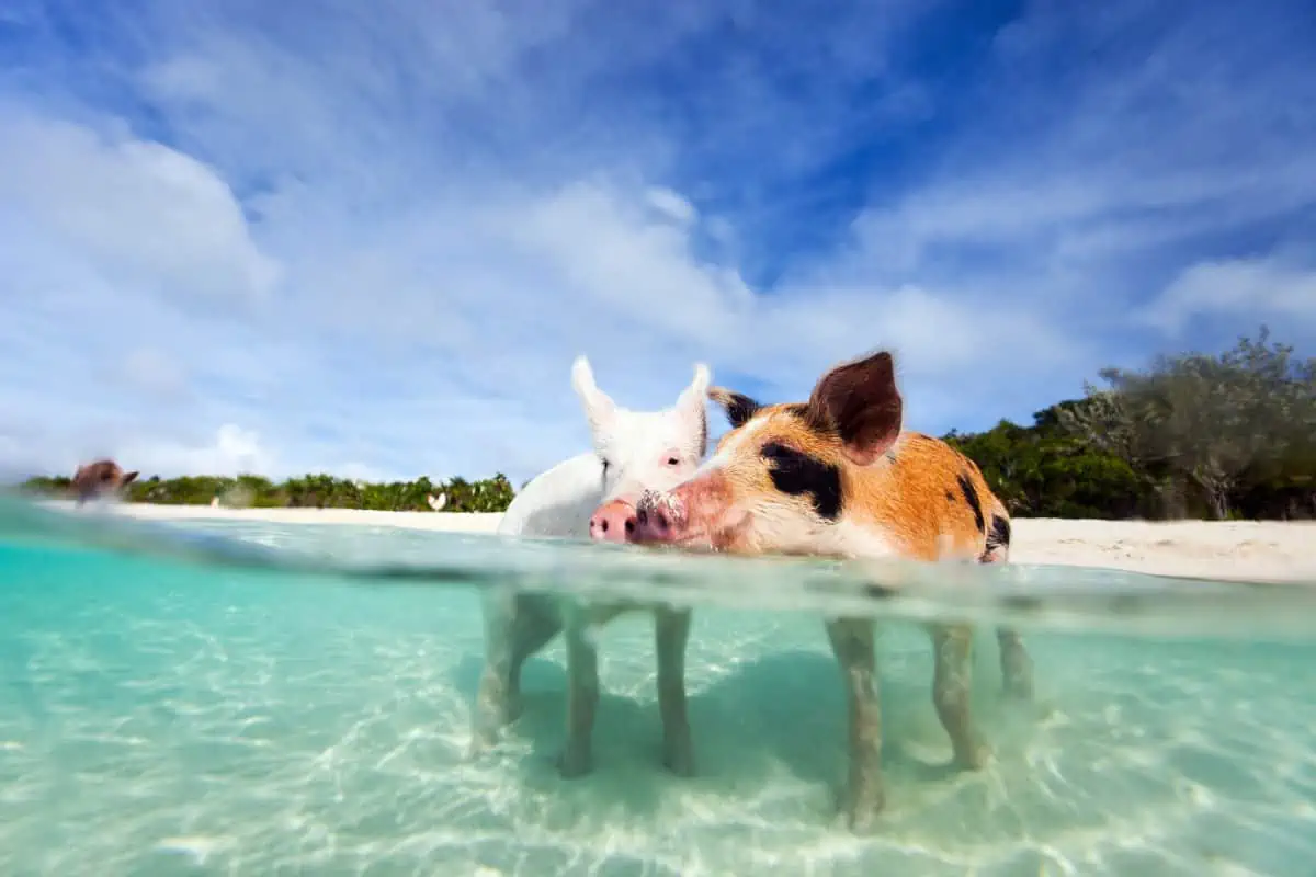 Swimming-Pigs-of-Exuma