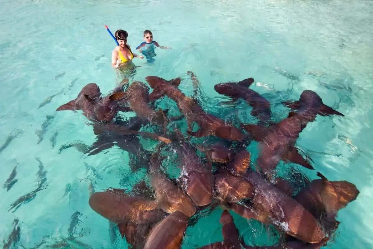 Swimming-with-Nurse-Sharks