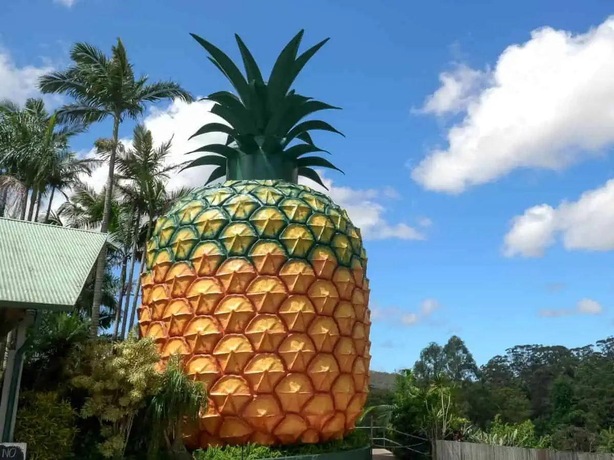 The-Big-Pineapple
