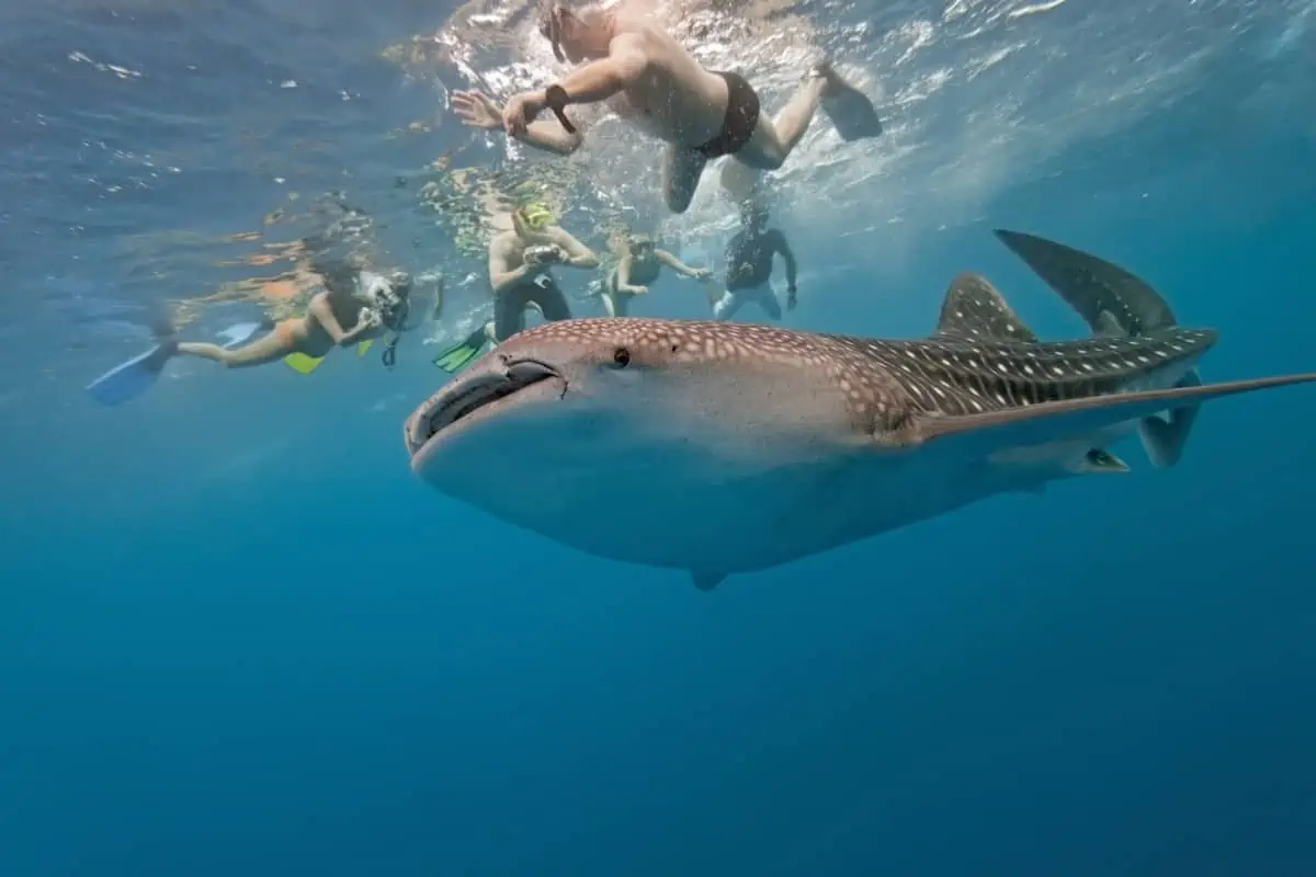 Tulum’s-Whale-Sharks