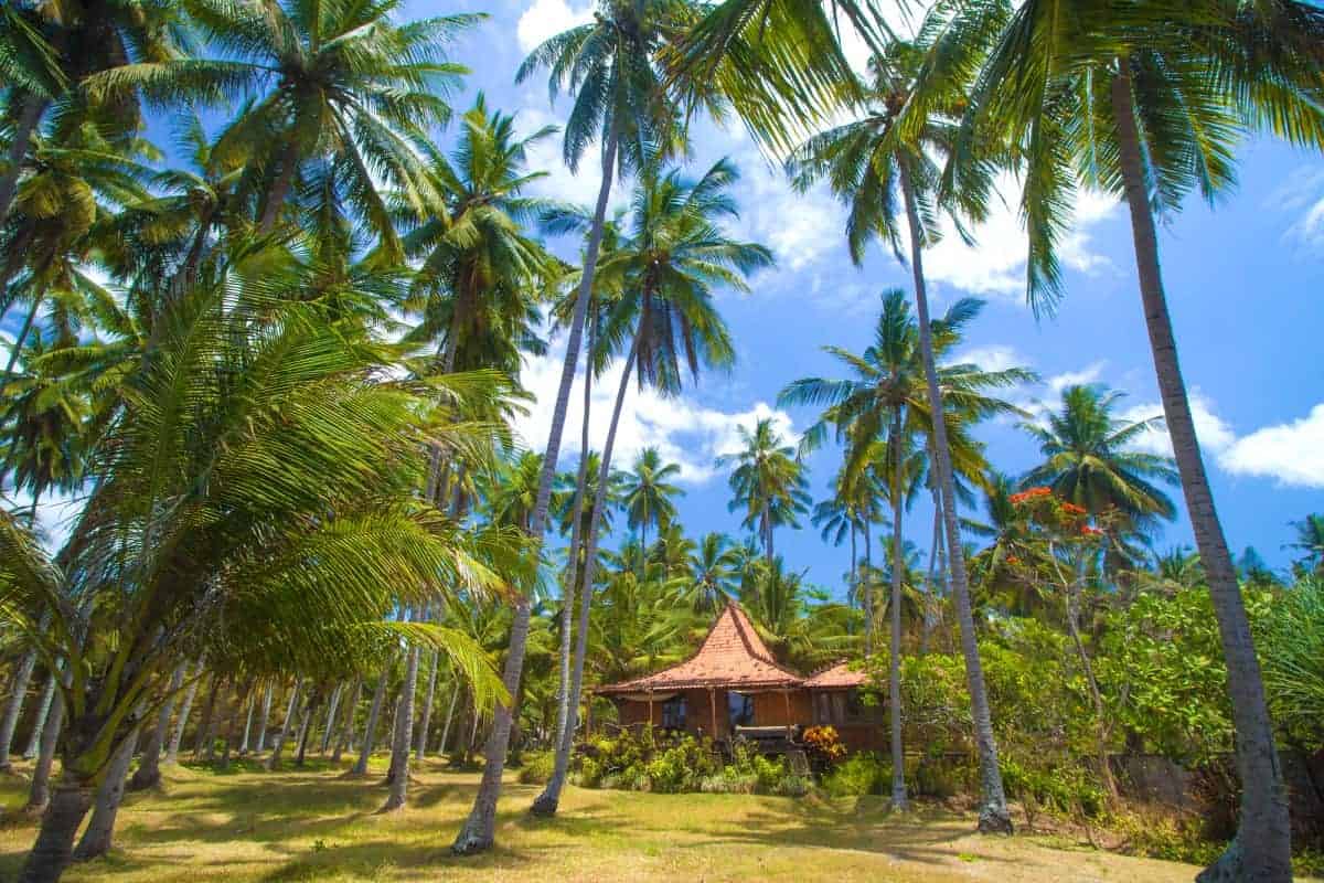 House-and-Palms-Near-Barbados-Beach