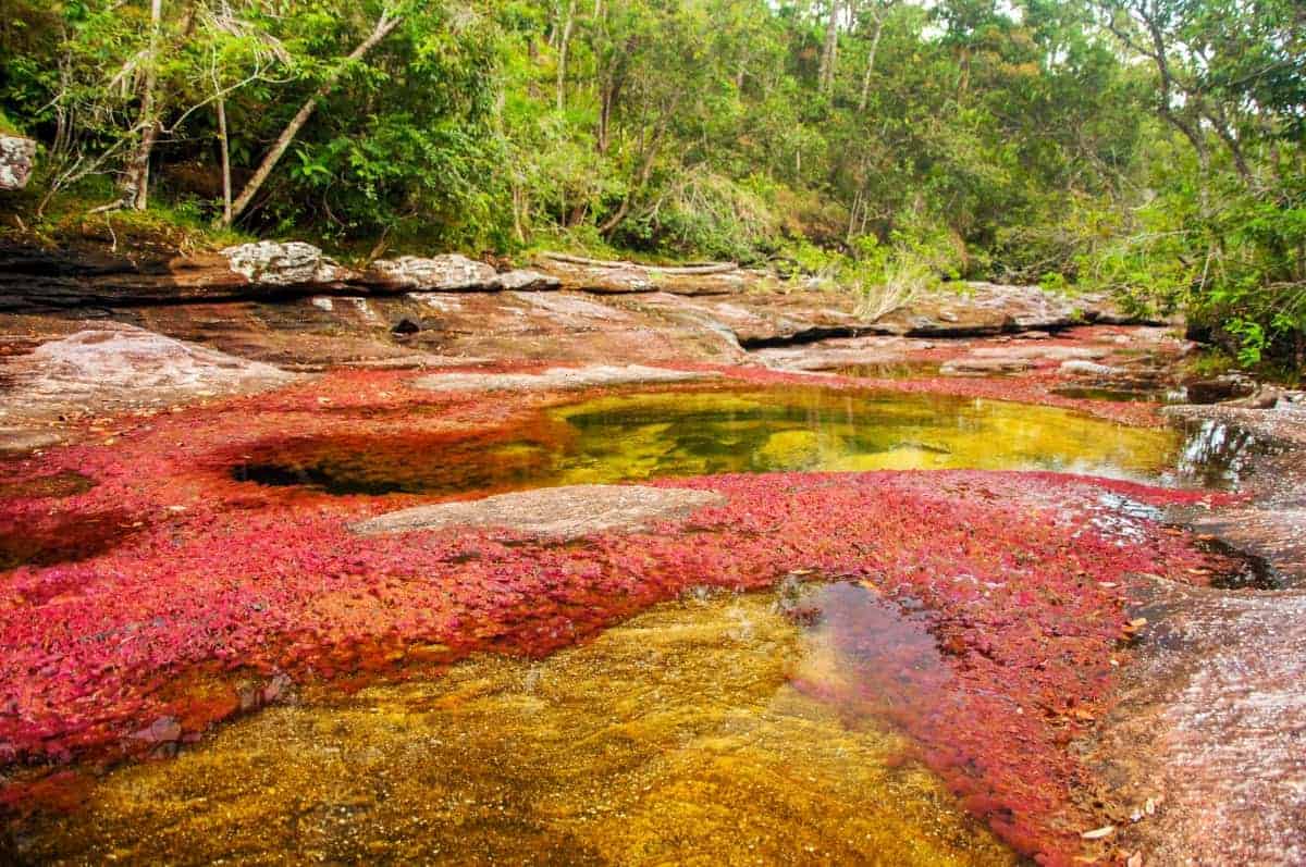 River-of-Five-Colors-in-Colombia