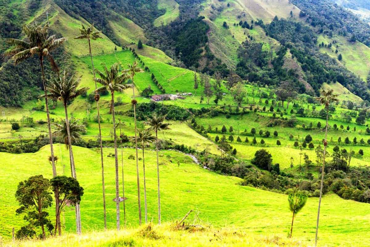 Wax-Palm-Trees-in-Cocora-Valley