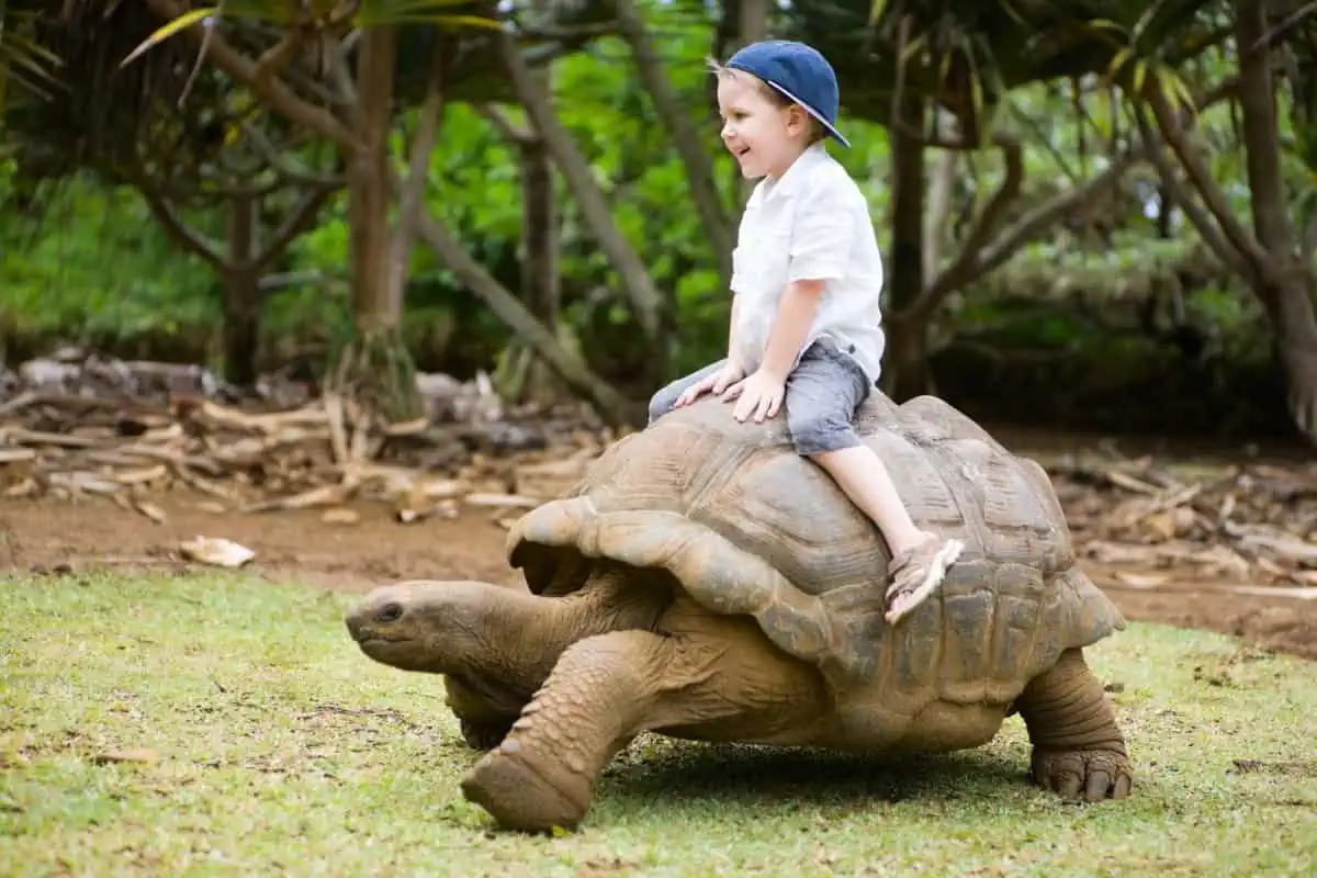 A-Kid-Riding-Giant-Turtle