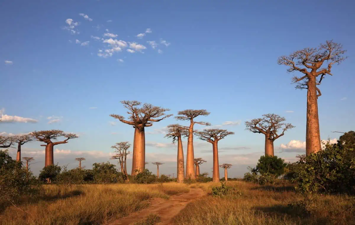 Baobab-Avenue
