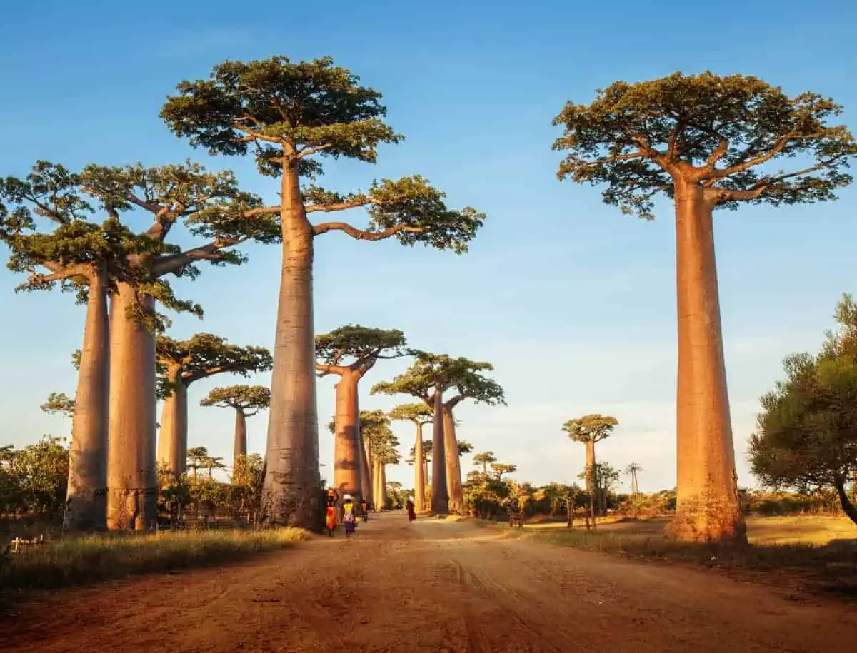 Baobab-Avenue-Madagascar