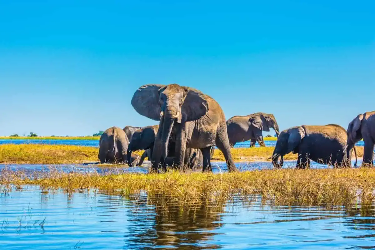Chobe-National-Park-Botswana