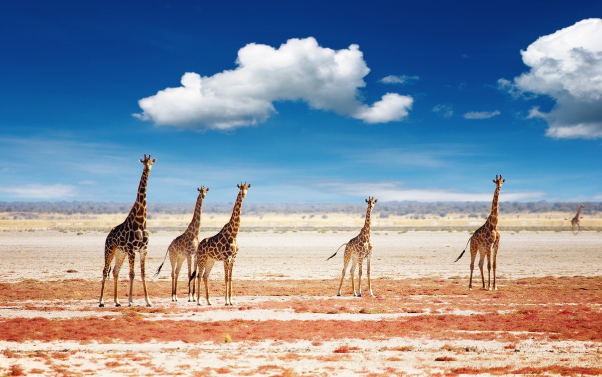Etosha-National-Park-Namibia