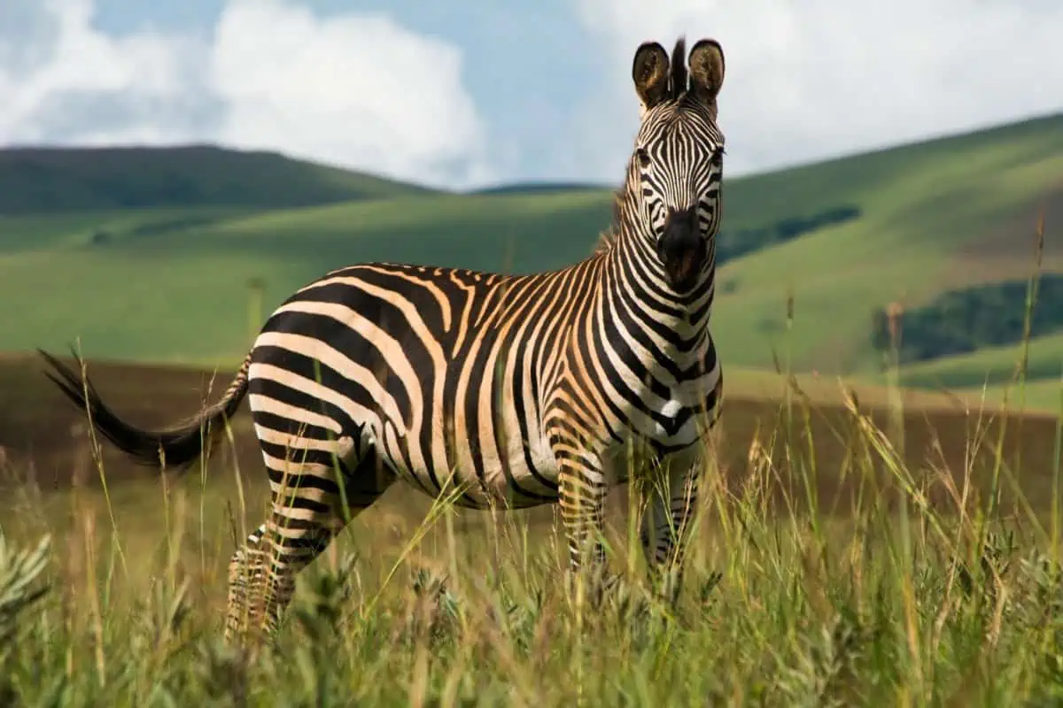 Nyika-National-Park-Malawi