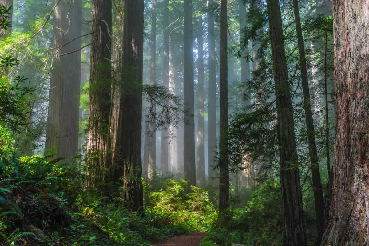 Redwood-National-Park