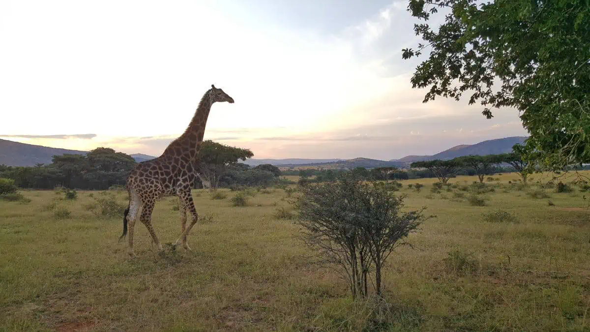 Kgaswane-Nature-Reserve-Rustenburg-South-Africa