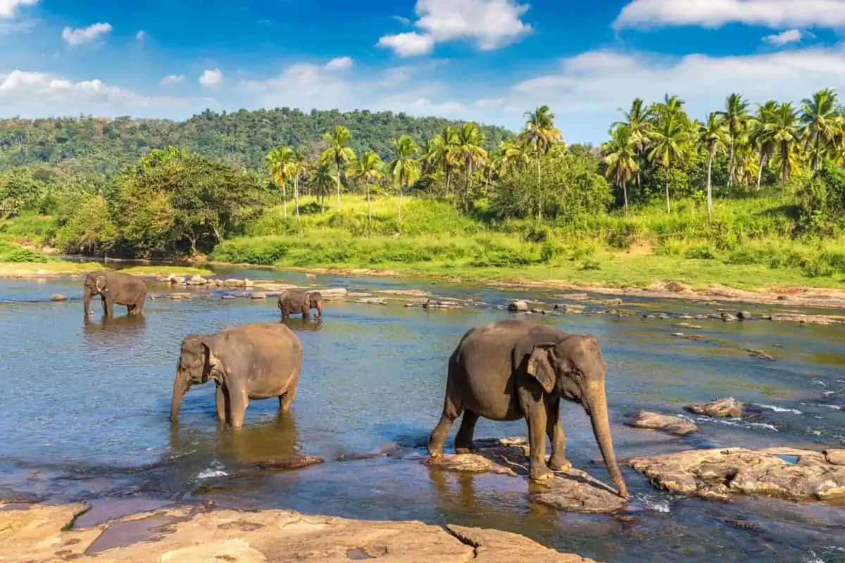 34 Cheap Places to Travel in 2025 | Best Budget Destinations 12 Herd-of-Elephants-at-the-Sri-Lankan-River